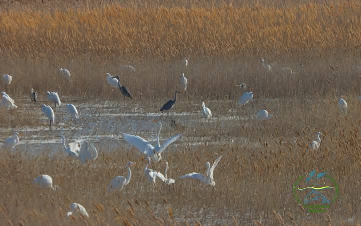 Ученые рассказали о проблемах цапель, поселившихся на Одесчине - фото 1