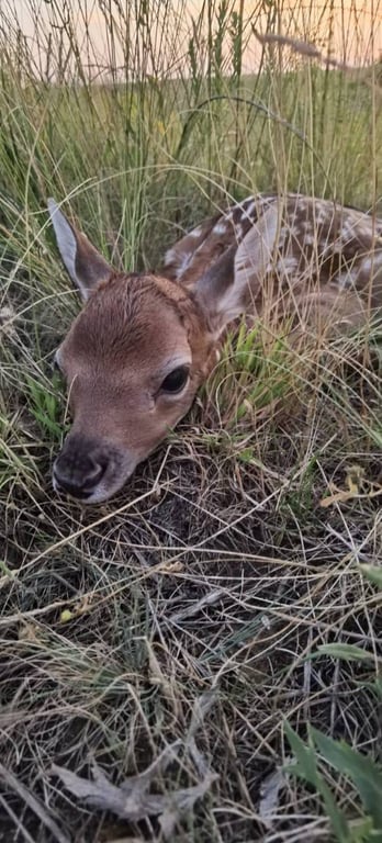 Нерухомо лежало серед степу — на Одещині знайшли маля лані - фото 2