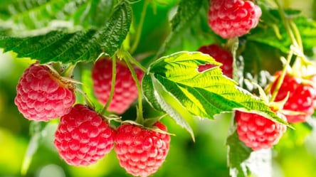 Як удвічі підвищити врожайність малини — поради садівників - 285x160