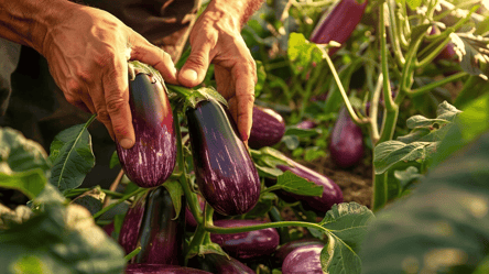 Баклажани на зиму — як зберегти врожай без втрати користі - 285x160