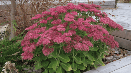 З одного очитку можна виростити десятки — осінній спосіб - 285x160