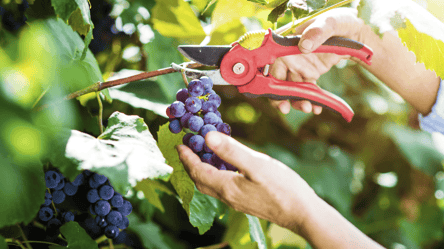 Обріжте виноград влітку тричі, і він "засипле" вас плодами — як це робити - 285x160
