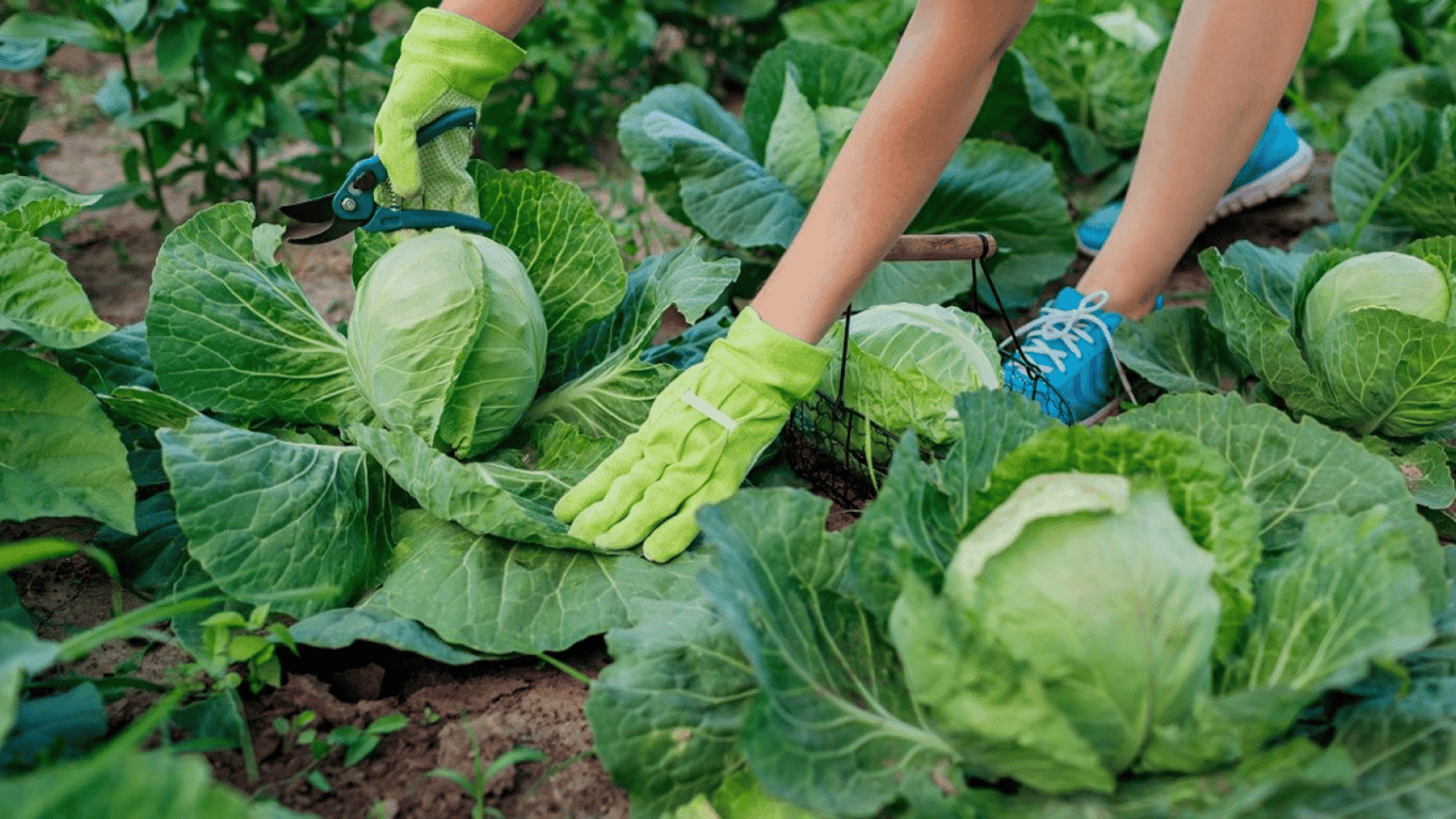 Який сорт капусти найкращий для квашення  — що посадити на городі