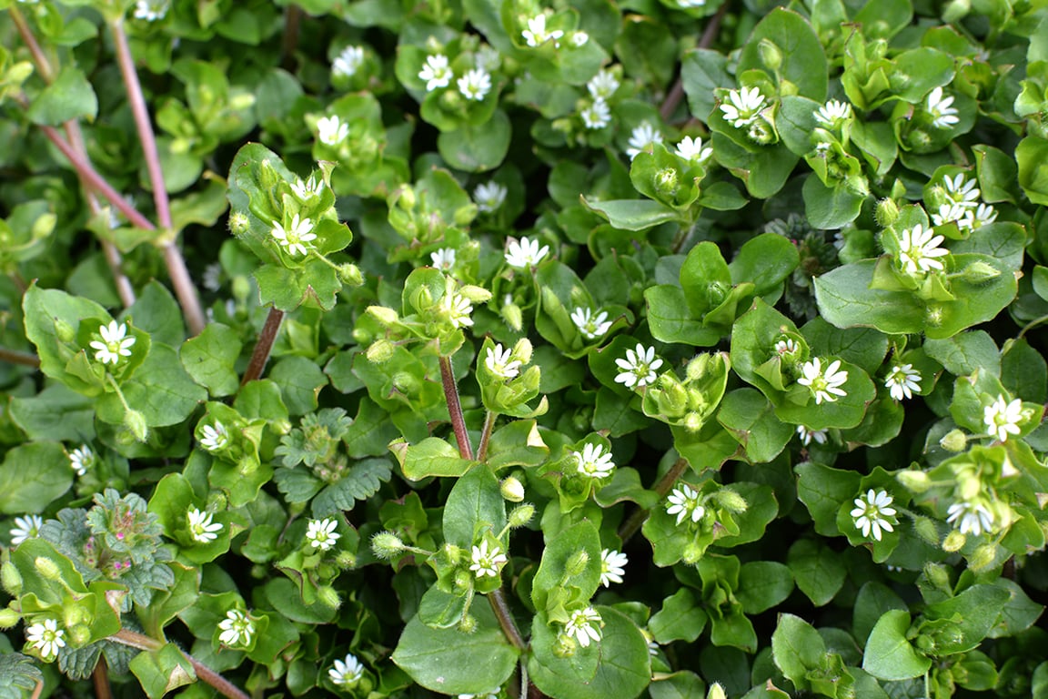 Які бур'яни здатні підвищити врожайність вдвічі