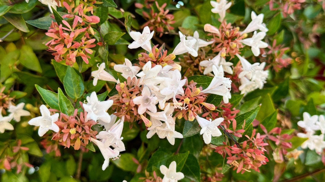 Кущ абелії з ніжними білими квітами.