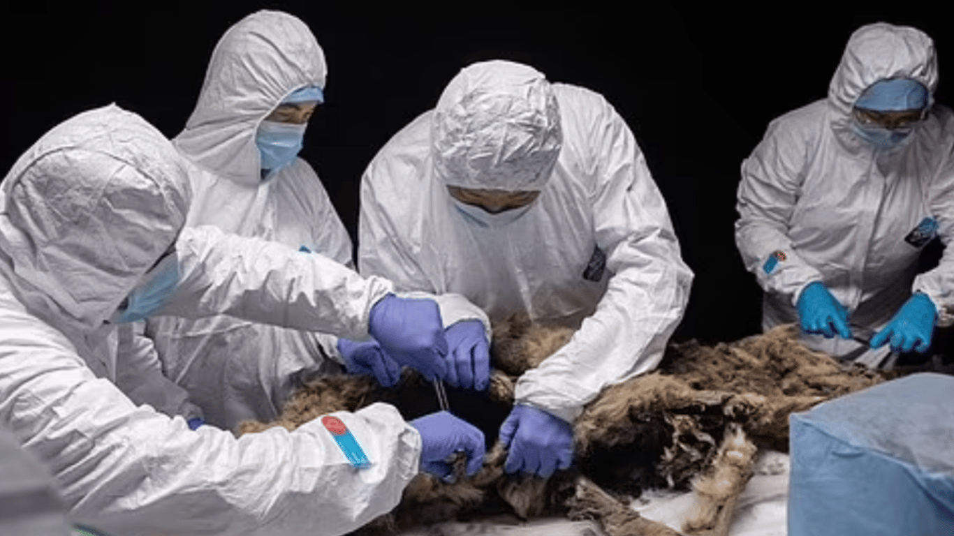 Ученые нашли останки волка, который замерз на 44 тысячи лет — фото