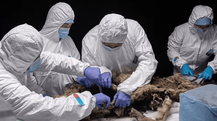 Замерз на 44 тисячі років — вчені знайшли останки стародавнього хижака, фото - 290x166