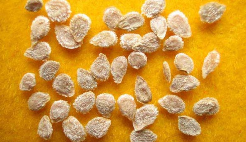 Семена помидоров