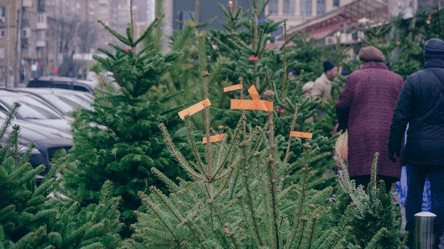 Ціни на ялинки — де в Україні найдорожчі та найдешевші дерева - 285x160
