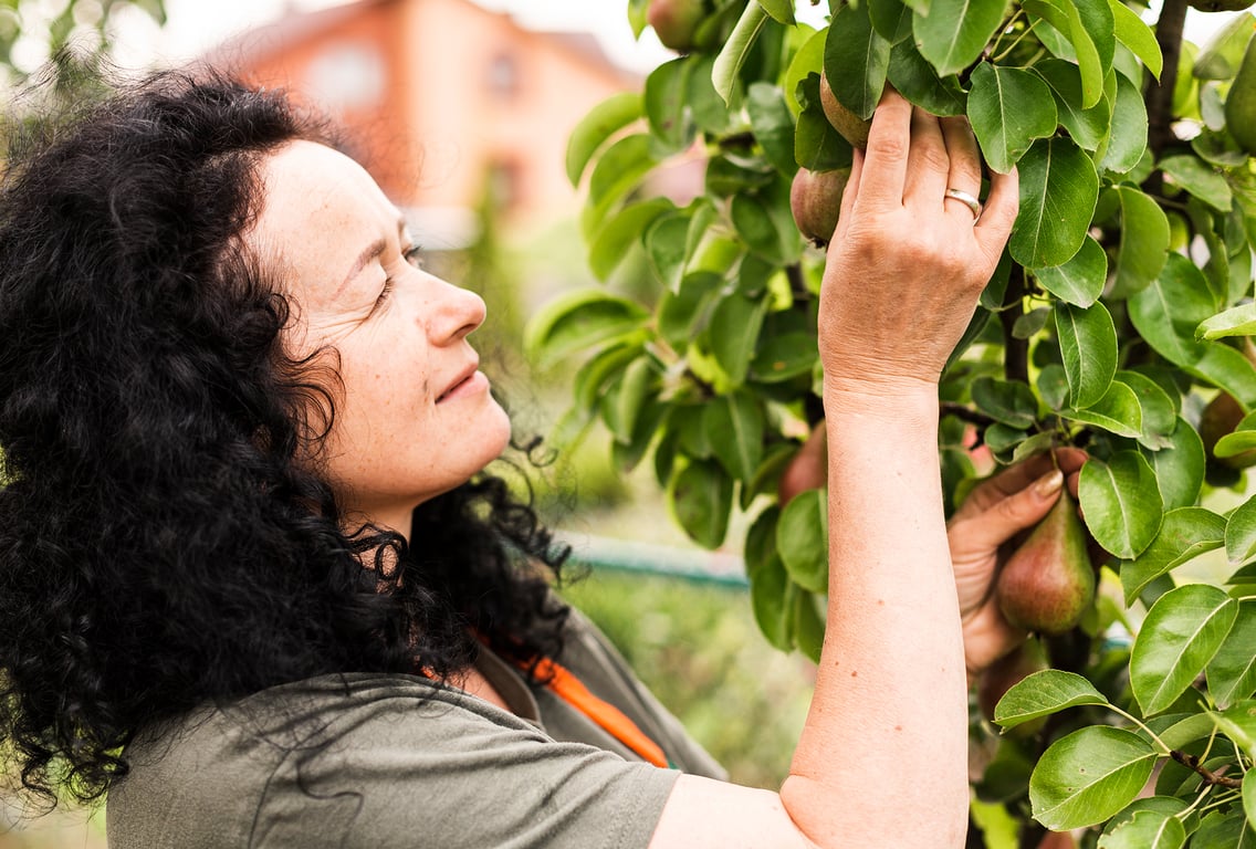 Рослини, які варто посадити поруч із грушею