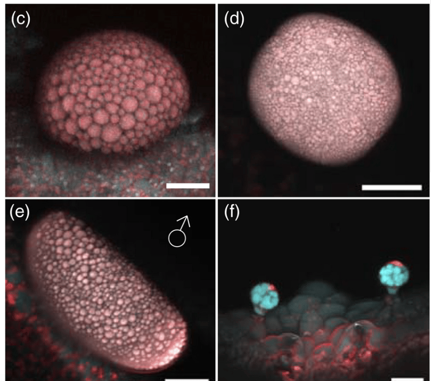 Как выглядит каннабис под микроскопом — что-то цветное и похожее на грибы