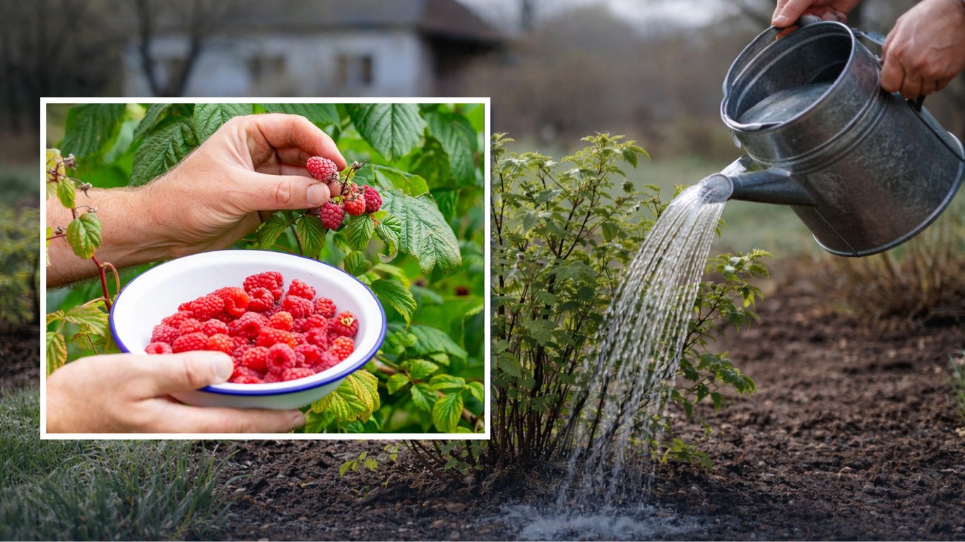 Чем подкормить малину в апреле 2026: дешевое и эффективное удобрение