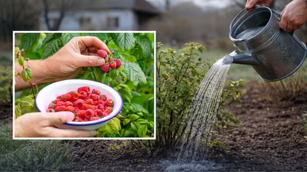 Эту копеечную подкормку любит малина в апреле: ягод будет море - 285x160