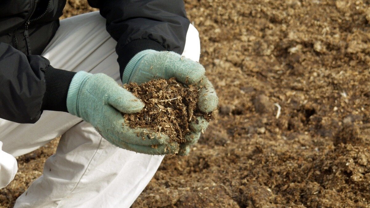 Куриный помет