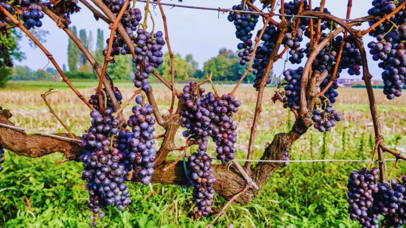 Як обрізати виноград навесні, прості поради