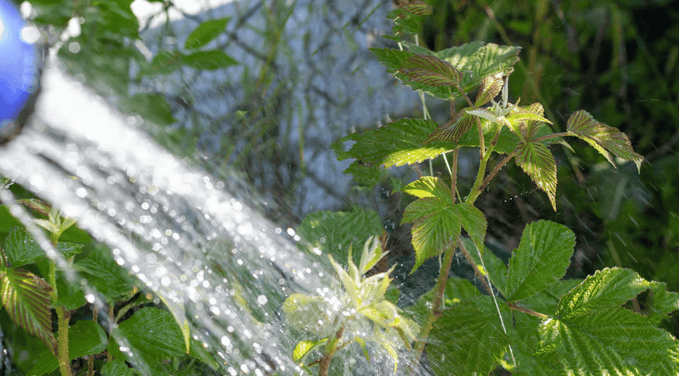 Полив малины