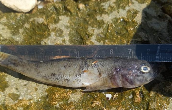 Мертва риба у Миколаєві