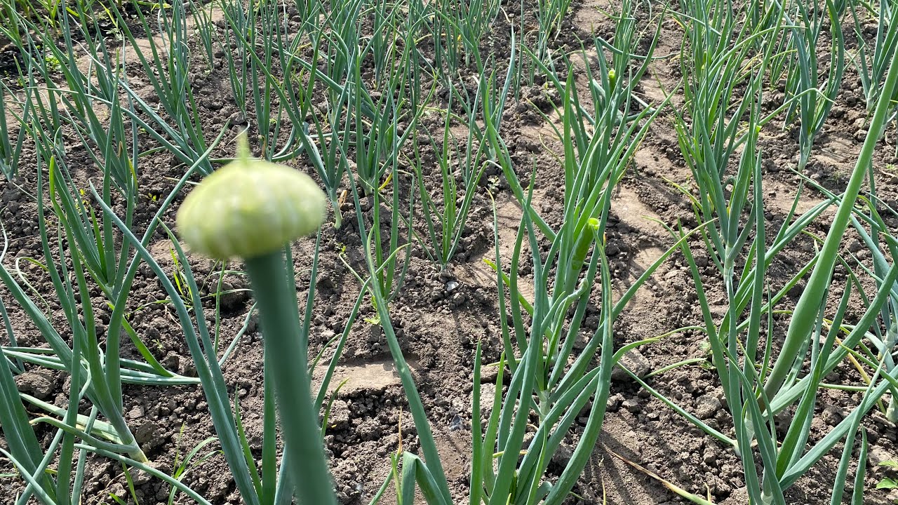 Выращивание лука
