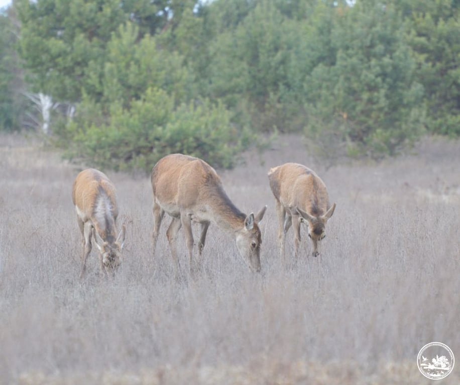 Олені в Чорнобилі