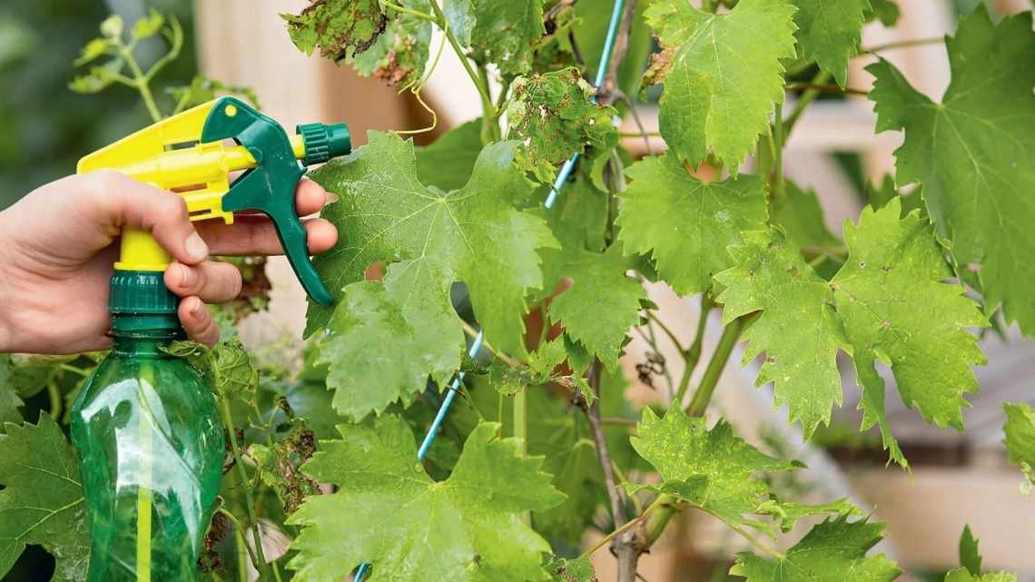 Обработка винограда