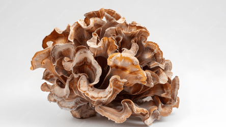 У Карпатах знайшли гриб-баран із Червоної книги України - 285x160