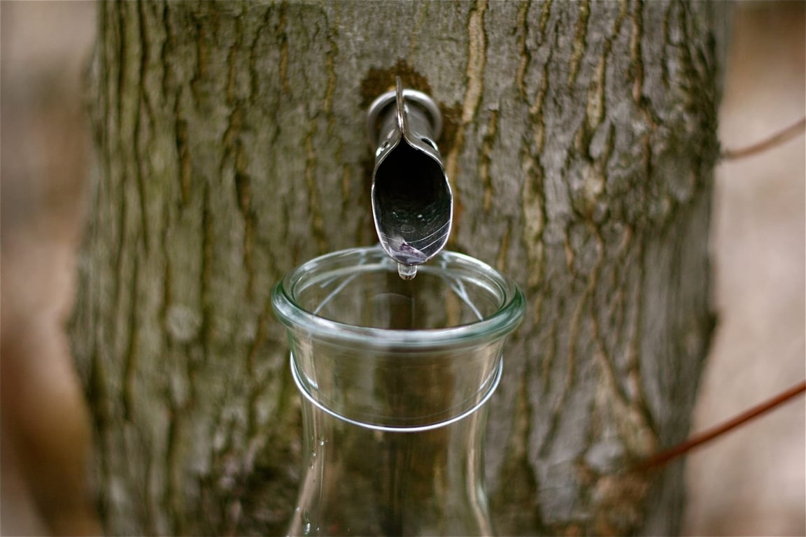 Як правильно збирати кленовий сік, щоб не нашкодити дереву