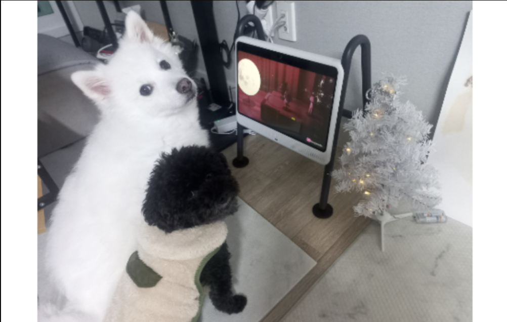 Для собак створили телевізор