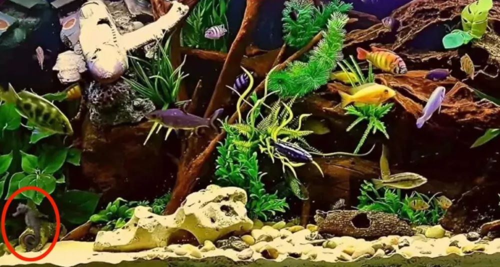 Лише унікуми помітять морського коника в акваріумі з водоростями та рибками - фото 2