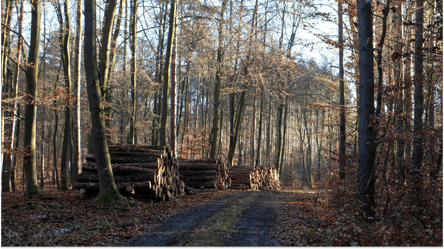 Социальные цены на дрова — где выгоднее покупать топливо в 2025 - 285x160