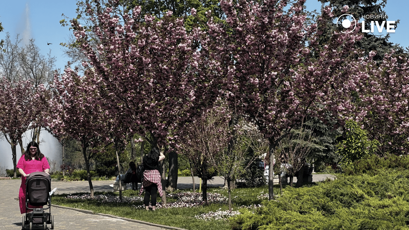 В парку Перемоги забуяла сакура