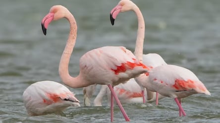 Фламинго под угрозой в Одесской области — в нацпарке уничтожена целая колония - 285x160