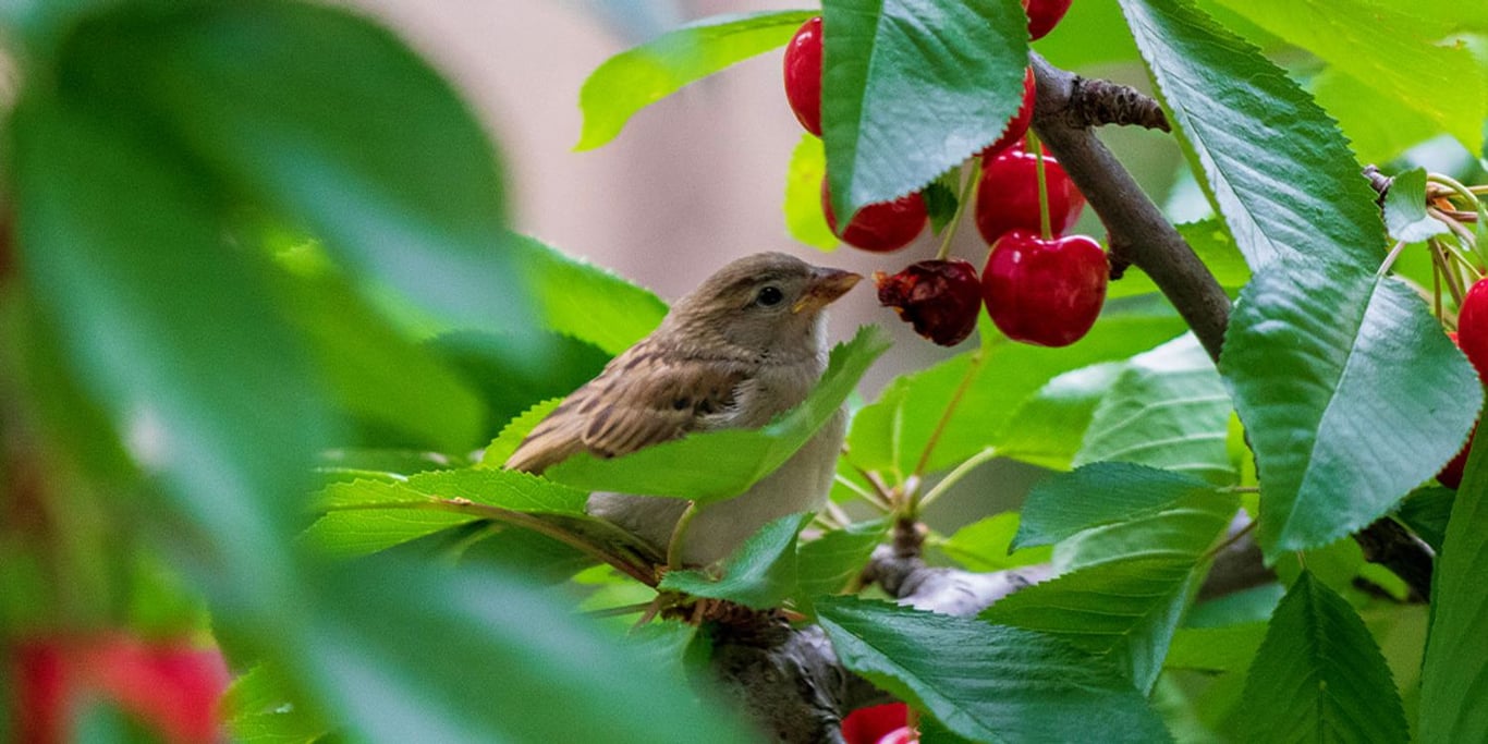 Горобець на дереві їсть черешню