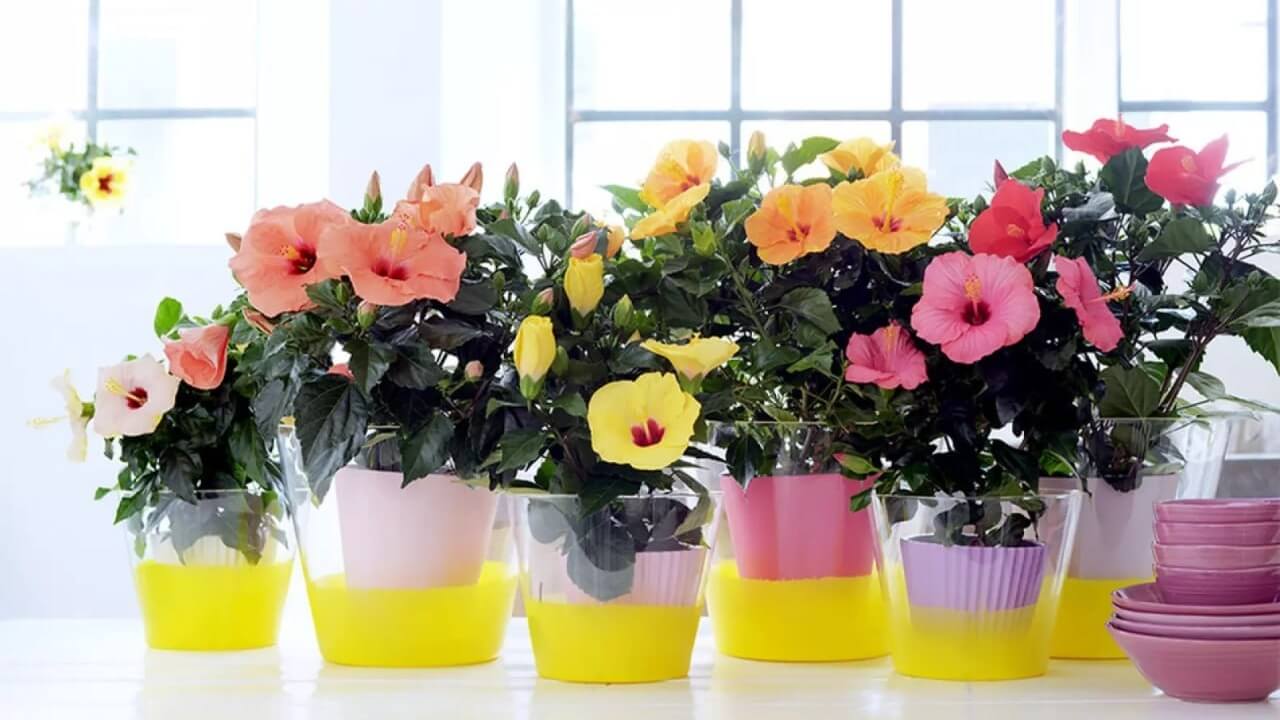 Какие цветы подарить на 8 марта 2025 года — гибискус