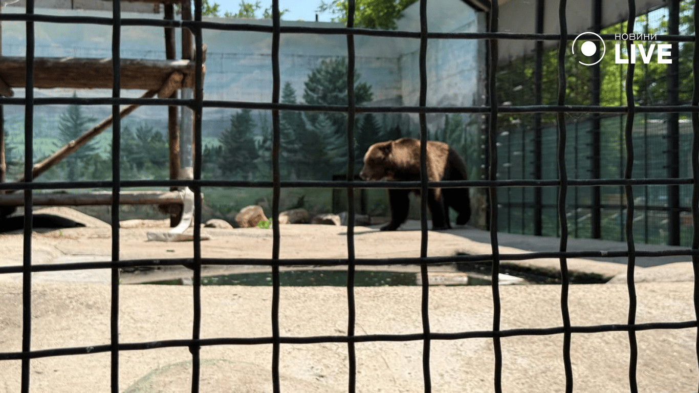 Російський дрон вбив тварину в одеському зоопарку — деталі - фото 2
