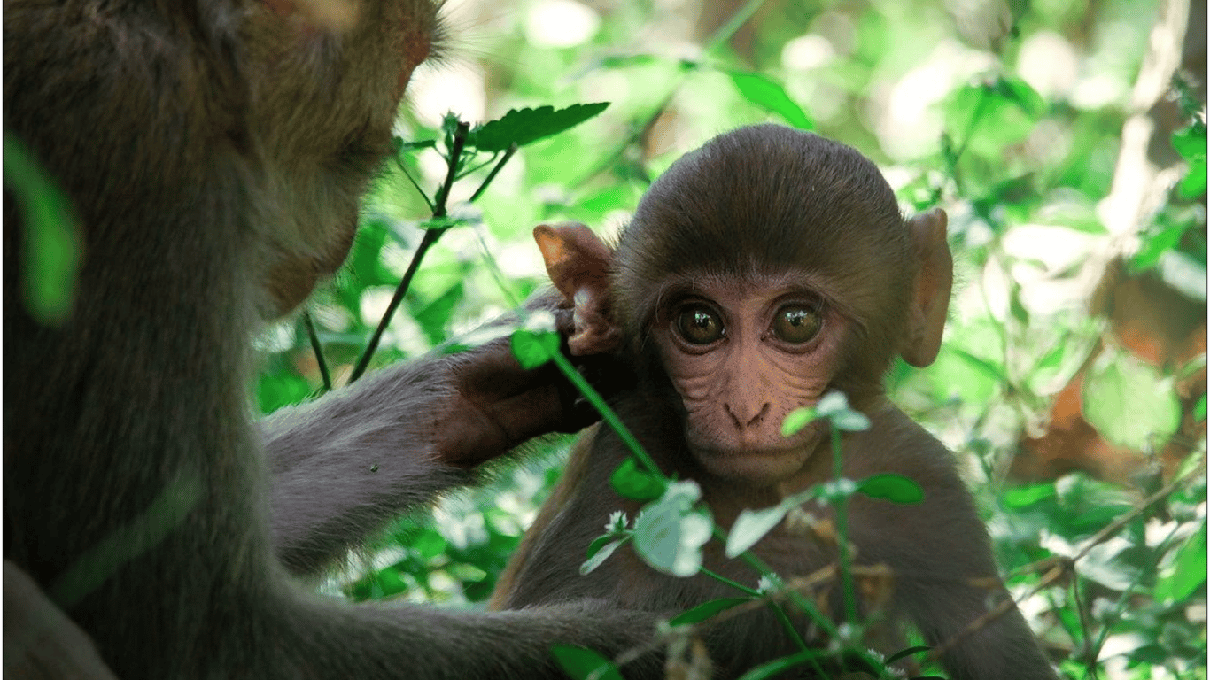 Вчені успішно запліднили мавп видозміненими ембріонами: яка користь для людства