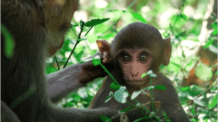 Ученые успешно оплодотворили обезьян видоизмененными эмбрионами: какая польза для человечества - 285x160
