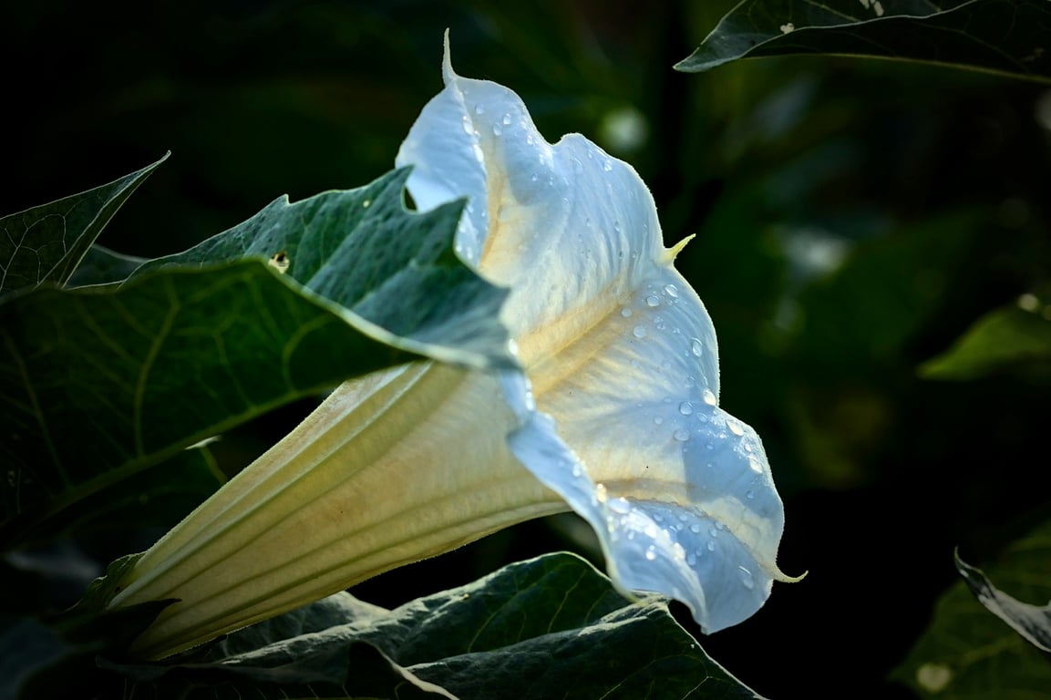 Що квітка сміху може зробити з людиною та у чому небезпека