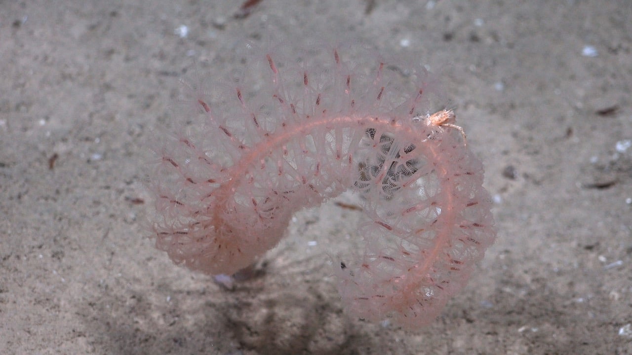 Новий вид морського пера (Umbellula)