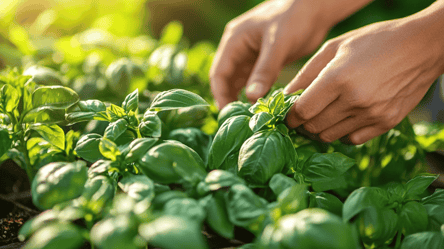 Як правильно сіяти базилік на городі — корисні поради - 285x160