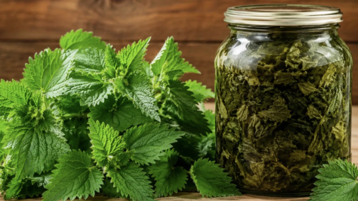 рецепт квашеної кропиви