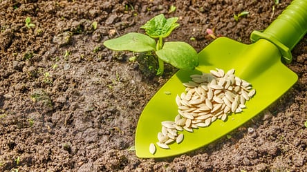 Замочіть насіння огірків у соку алое — і врожай зросте в рази - 285x160