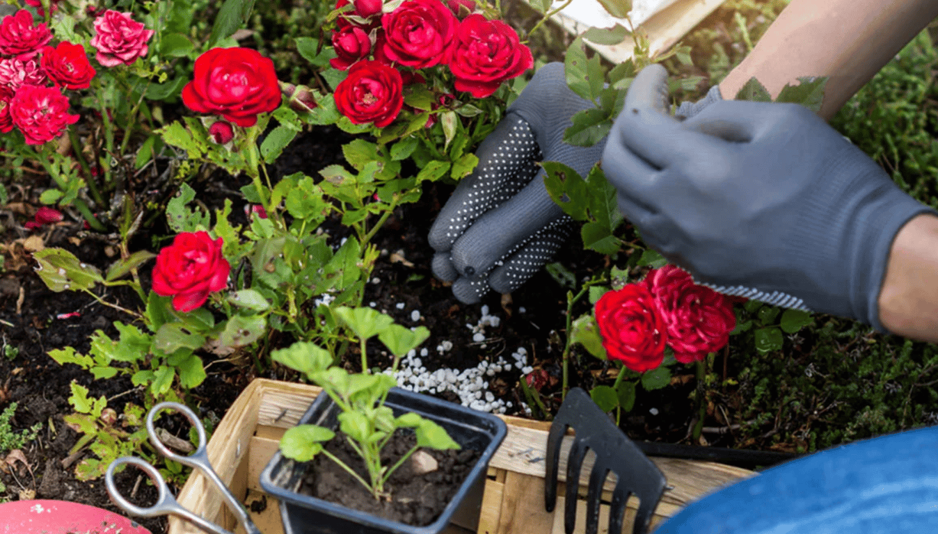 Розы в саду