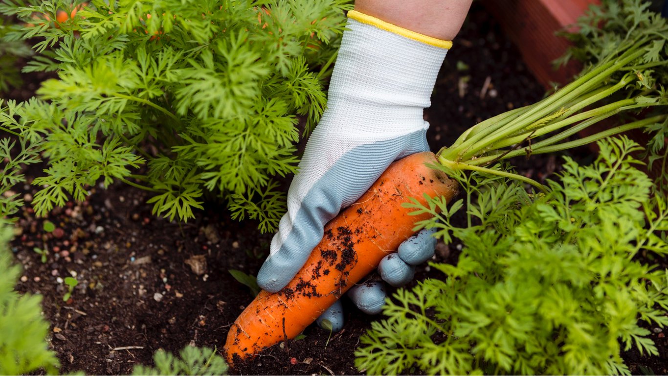 Що обов'язково зробити перед посадкою моркви — отримаєте фантастичний врожай
