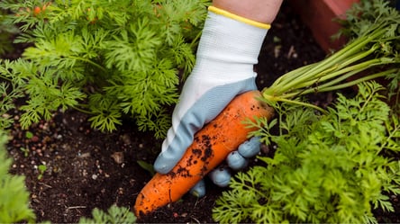 Посипте цим грядки перед посадкою моркви — отримаєте гігантський солодкий врожай - 285x160