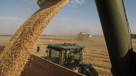 Ціни на зерно у червні — як змінилась вартість пшениці на початку місяця в Україні - 285x160
