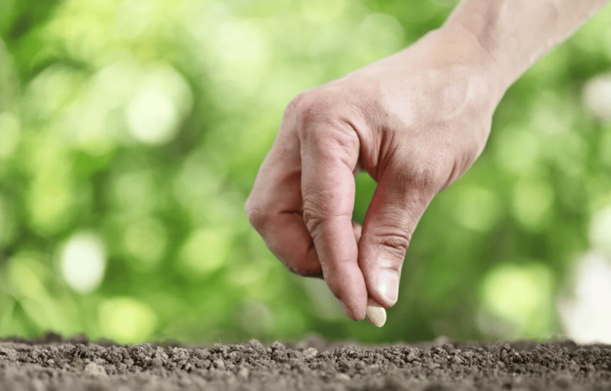 Семена кабачков