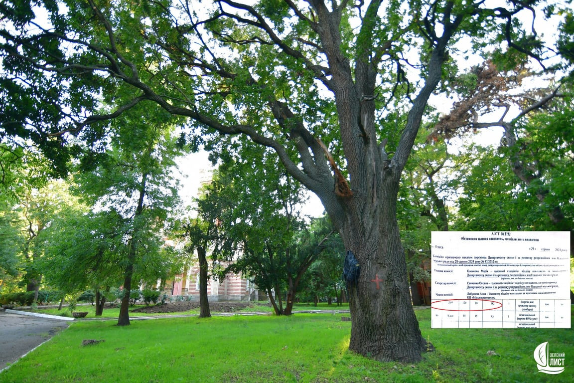 В Одесі незаконно вирубують столітні дуби — деталі, фото - фото 3