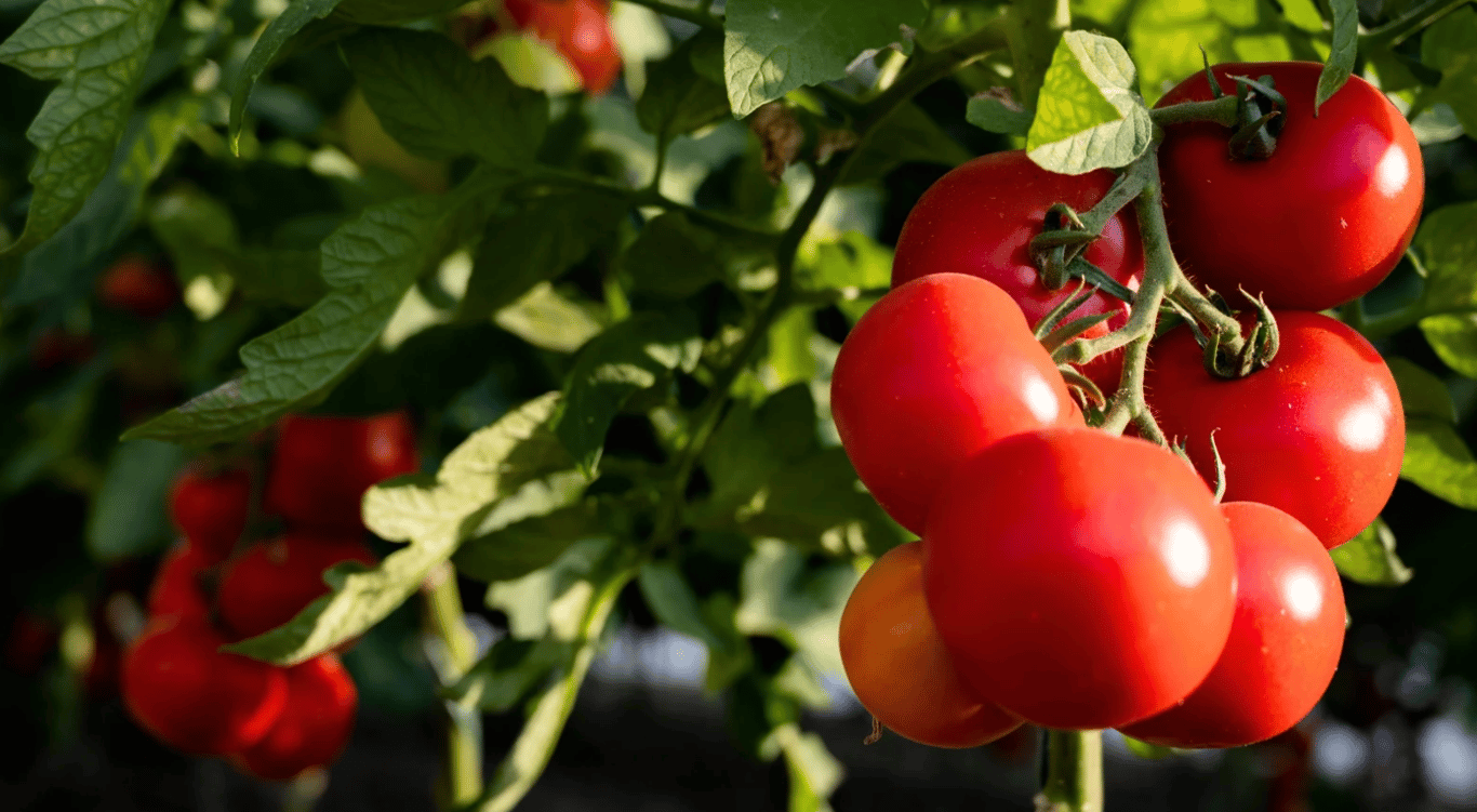 Урожай сочных помидоров на огороде