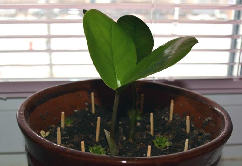 Спички в горшке