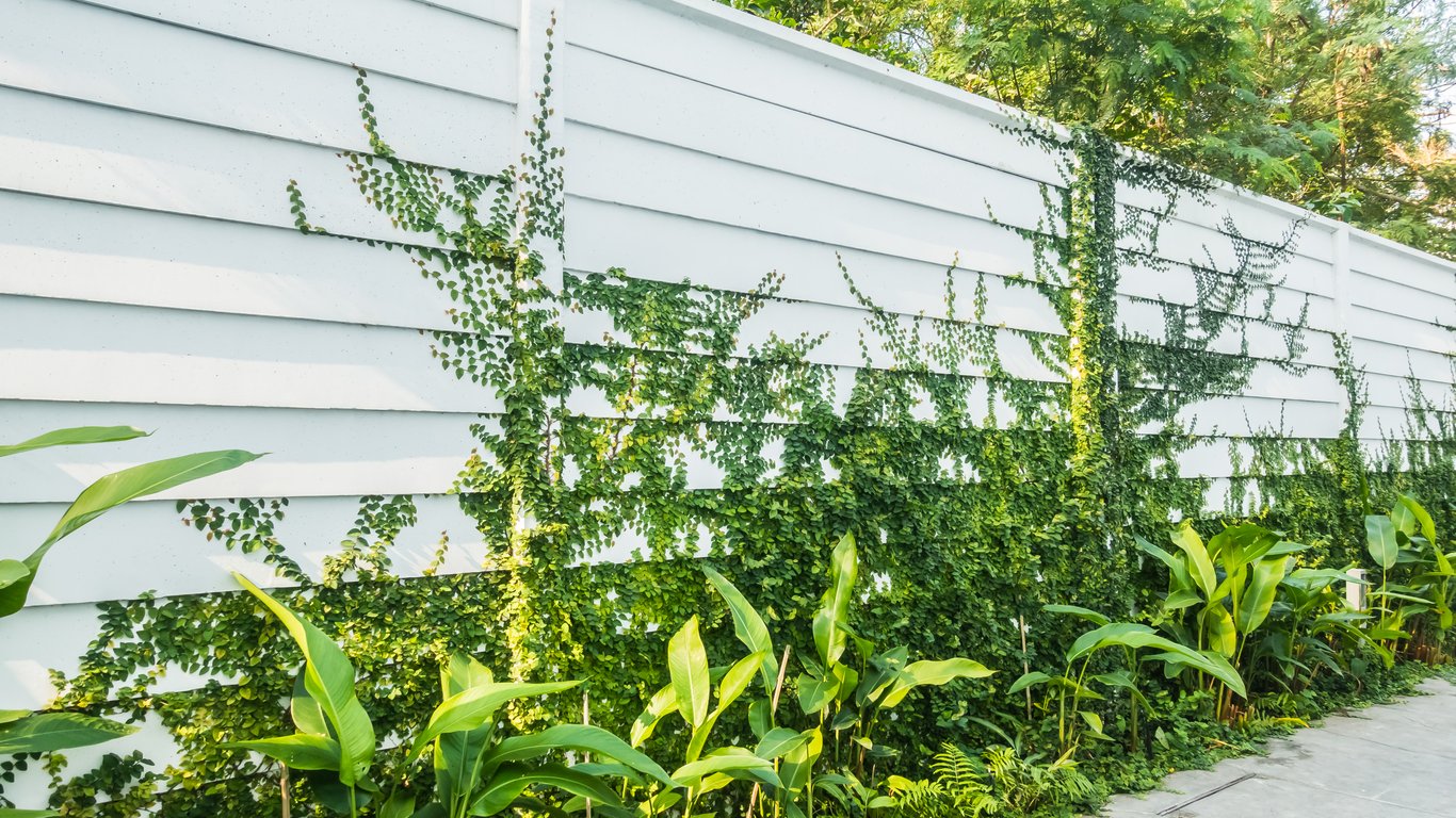 Що посадити біля паркану — рослини, які ростуть у тіні
